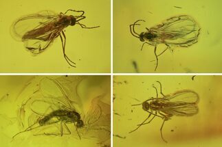 Fossil Fly Swarm (Diptera) In Baltic Amber #234486