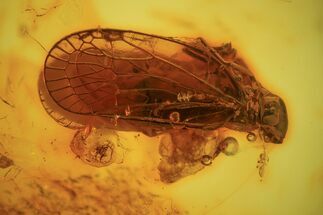 Huge Fossil Cicada (Auchenorrhyncha) In Baltic Amber #234508