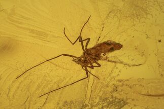Fossil Non-Biting Midge (Chironomidae) In Baltic Amber #234510
