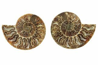 Cut & Polished, Agatized Ammonite Fossil - Madagascar #234411