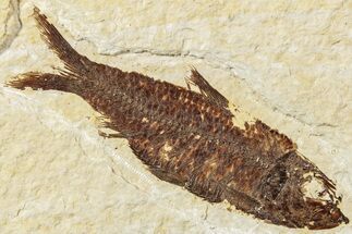 Fossil Fish (Knightia) - Green River Formation #234221