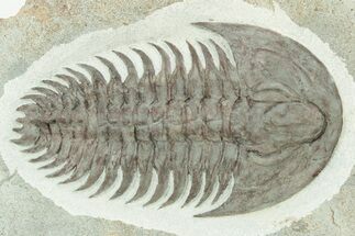 Lower Cambrian Trilobite (Longianda) - Issafen, Morocco #234555