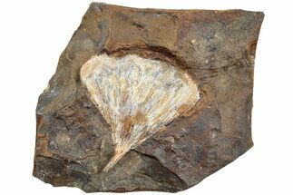 Fossil Ginkgo Leaf From North Dakota - Paleocene #234571