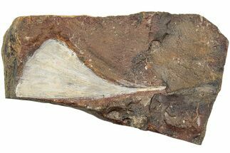 Fossil Ginkgo Leaf From North Dakota - Paleocene #234583
