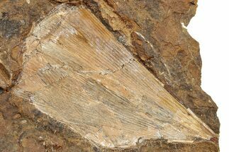 Fossil Ginkgo Leaf From North Dakota - Paleocene #234589