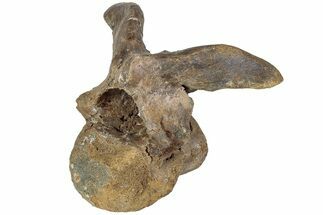 Hadrosaur (Lambeosaurus) Cervical Vertebra - Montana #234561