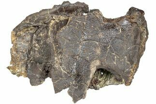 Partial, Cretaceous Fossil Turtle - Judith River Formation #234563