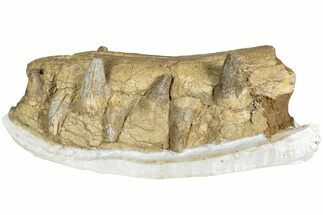 Fossil Primitive Whale (Pappocetus) Front Jaws #234637