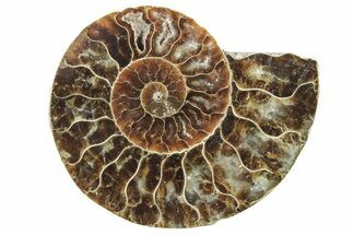 Cut & Polished Ammonite Fossil (Half) - Madagascar #234457