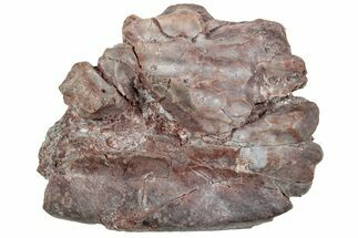 Triassic Amphibian (Metoposaurus) Skull Scute Section - Arizona #234613