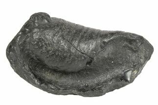 Fossil Whale Ear Bone - South Carolina #234944