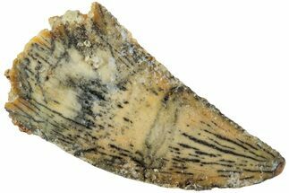 Serrated, Raptor Tooth - Real Dinosaur Tooth #234896