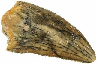 Serrated, Raptor Tooth - Real Dinosaur Tooth #234898