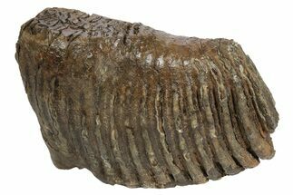 Partial, Fossil Woolly Mammoth Molar - Siberia #235037