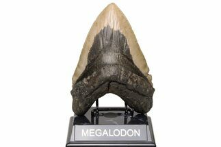 Serrated, Fossil Megalodon Tooth - North Carolina #235128