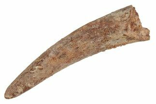 Fossil Pterosaur (Siroccopteryx) Tooth - Morocco #235004