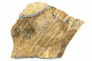 Polished Strelley Pool Stromatolite Slab - Billion Years Old #234836
