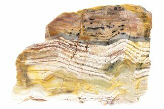 Polished Strelley Pool Stromatolite Slab - Billion Years Old #234839