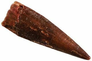 Fossil Pterosaur (Siroccopteryx) Tooth - Morocco #234950
