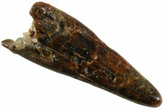 Fossil Pterosaur (Siroccopteryx) Tooth - Morocco #234951