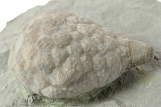 Cystoid (Holocystites) Fossil - Indiana #232693