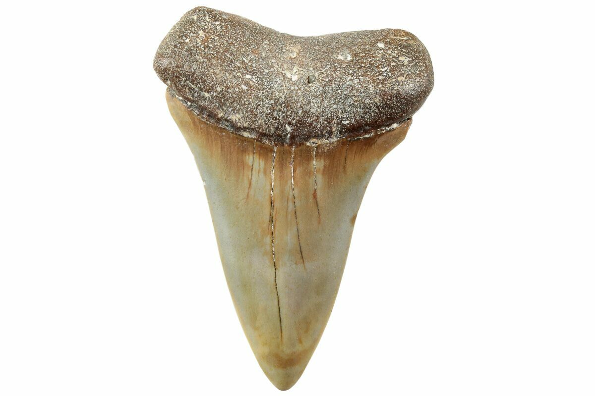2.58" Fossil BroadToothed "Mako" Shark Tooth North Carolina (235214) For Sale