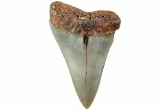 Fossil Broad-Toothed Mako Shark Tooth - North Carolina #235218