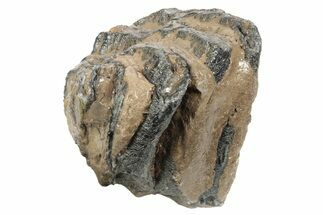 Partial Southern Mammoth Molar - Hungary #235264