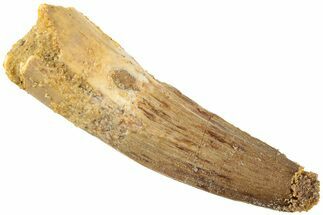 Fossil Spinosaurus Tooth - Real Dinosaur Tooth #235104