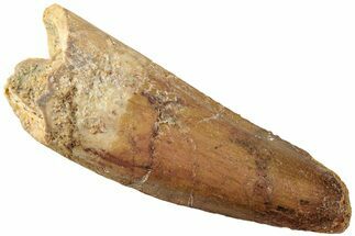 Fossil Spinosaurus Tooth - Real Dinosaur Tooth #235096
