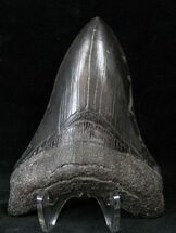 Beautiful Black Megalodon Tooth #14174