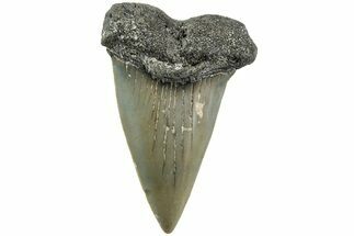 Fossil Broad-Toothed Mako Shark Tooth - North Carolina #235179
