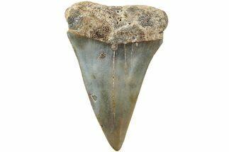 Fossil Broad-Toothed Mako Shark Tooth - North Carolina #235182