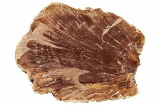 Unusual Petrified Wood Slab From Madagascar - Rare! #235403