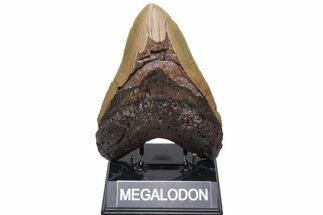Huge, Fossil Megalodon Tooth - North Carolina #235523