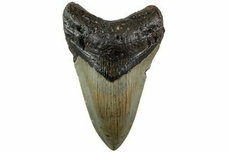 Serrated, Fossil Megalodon Tooth - North Carolina #235452
