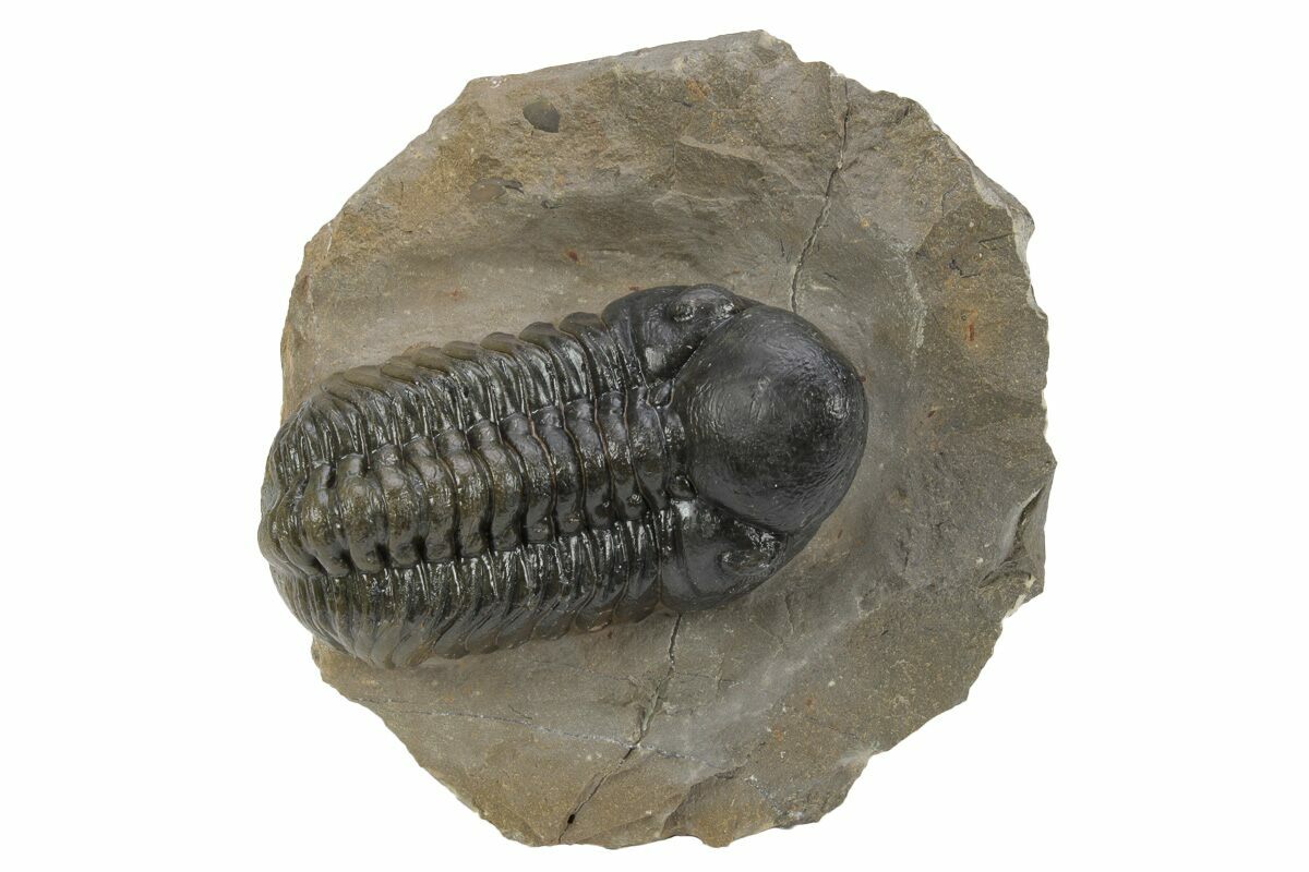 Authentic Reedops Trilobite Fossil From Morocco - Lower Devonian Era Collectible Specimen (A232)