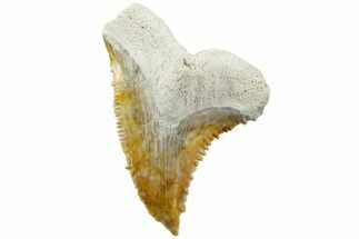 Fossil Shark Tooth (Hemipristis) - Bone Valley, Florida #235608