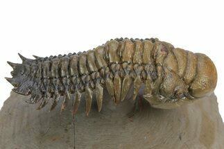 Flying Crotalocephalina Trilobite - Atchana, Morocco #222318