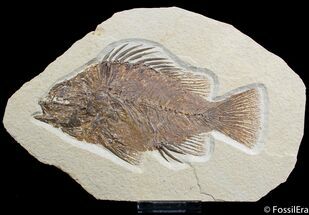 Large Inch Long Priscacara Fossil Fish #2360