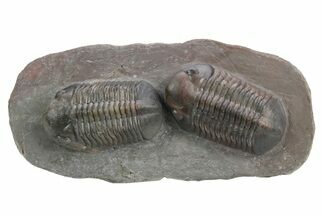 Pair Of Large Struveaspis Trilobite - Jorf, Morocco #235697