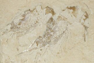 Two Cretaceous Fossil Shrimp - Lebanon #236043
