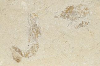 Two Cretaceous Fossil Shrimp - Lebanon #236044