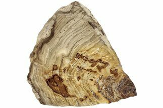Polished Oligocene Petrified Wood (Pinus) - Australia #221126