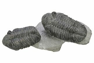 Two Large Drotops Trilobite Fossils - Mrakib, Morocco #235805