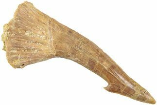 Fossil Sawfish (Onchopristis) Rostral Barb - Morocco #236099