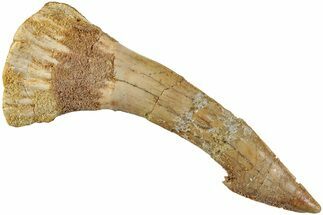 Fossil Sawfish (Onchopristis) Rostral Barb - Morocco #236126