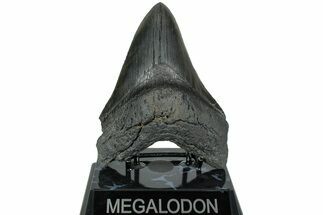 Serrated, Fossil Megalodon Tooth - South Carolina #236063