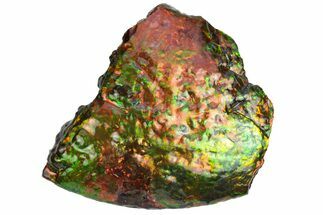 Rainbow Colored Ammolite (Fossil Ammonite Shell) - Alberta #236410
