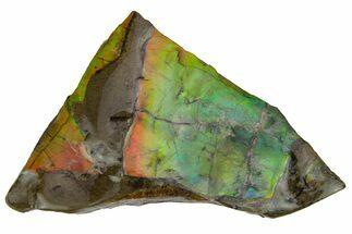 Rainbow-Colored Ammolite (Fossil Ammonite Shell) - Alberta #236417
